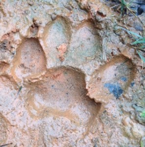 muddy paw print